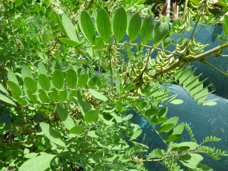 I.suffruticosa-gousses/pods-©GREEN'ING