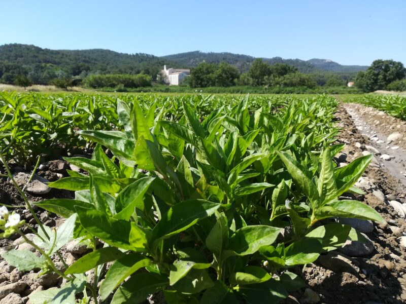 Renouée des teinturiers (persicaire) - Polygonum tinctorium - Le Champ des couleurs