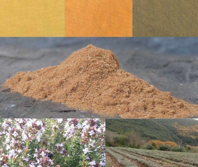 NATURAL DYE FROM THYME